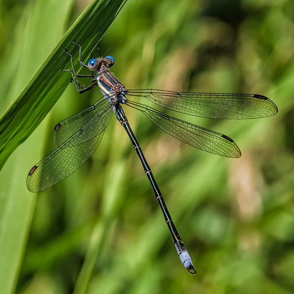 Male spreadwing