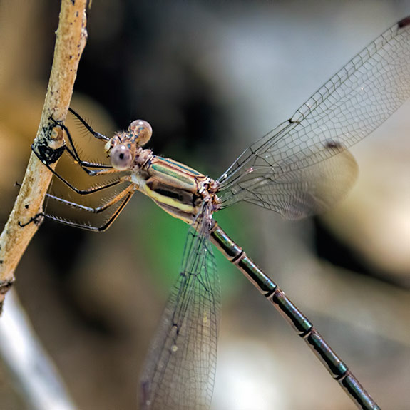 Closeup-female