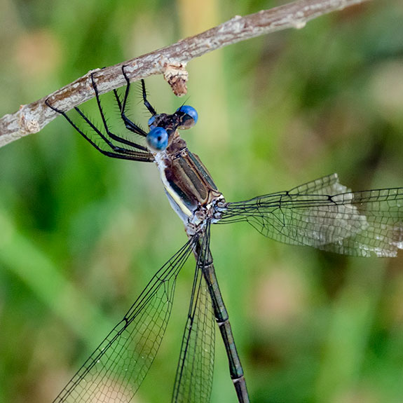 Male-closeup
