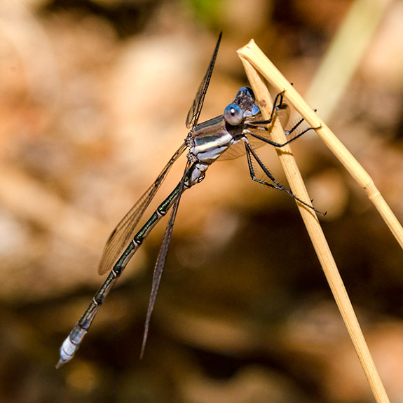 Male spreadwing