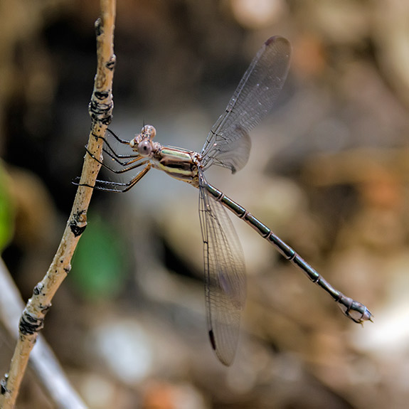 Female speadwing