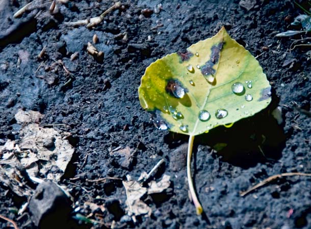 rain-leaf