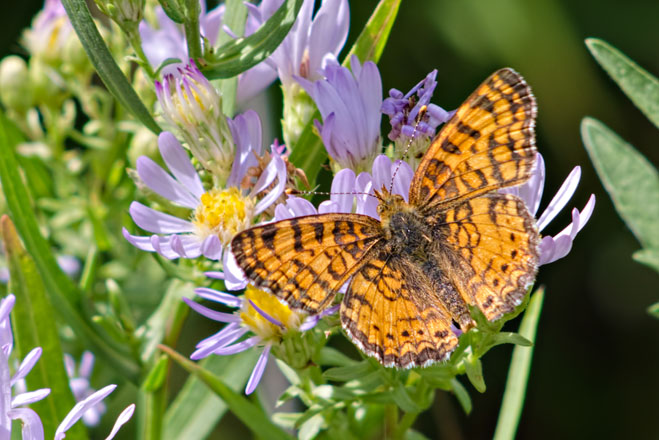 daisy-fly