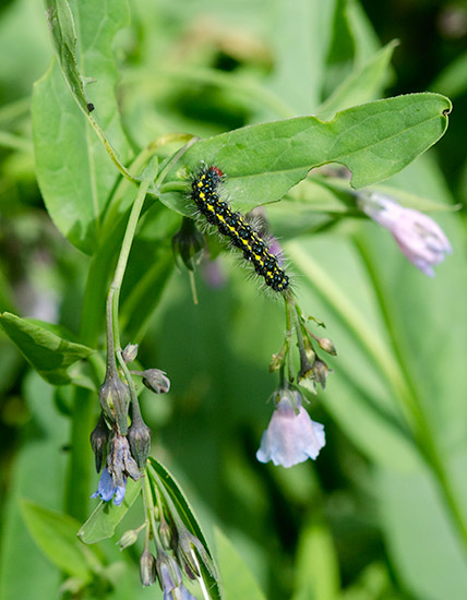caterpillar