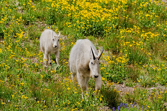 grazing