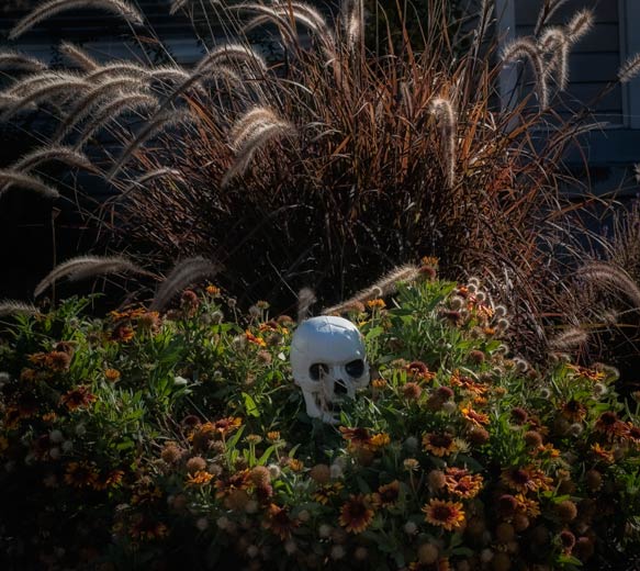 skull-flower