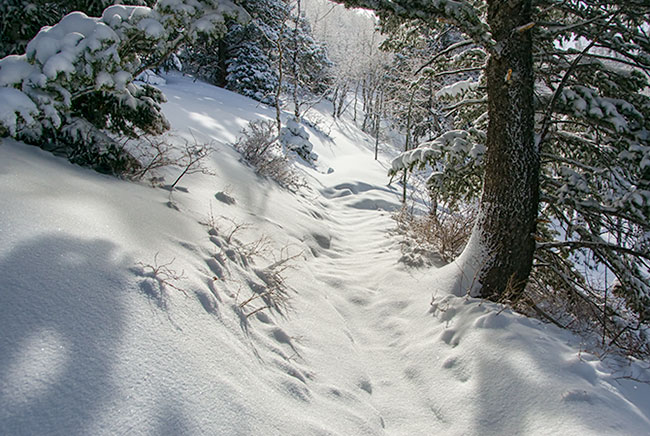 trail-end
