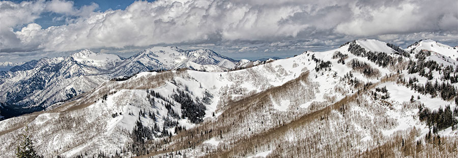 willow-pano