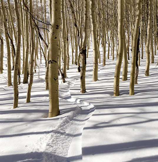 aspen-track