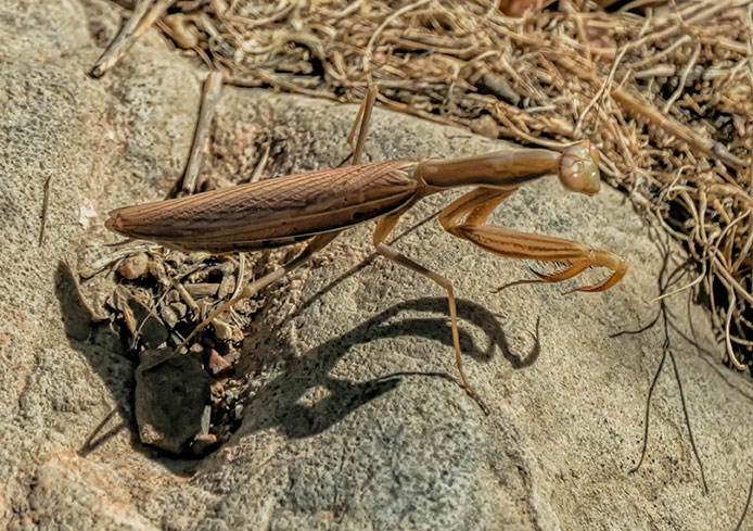 mantis