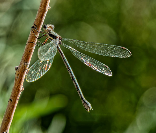 spreadwing