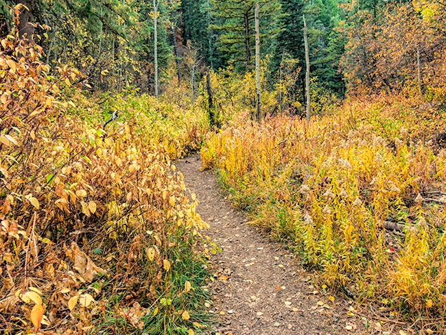 bowman-trail