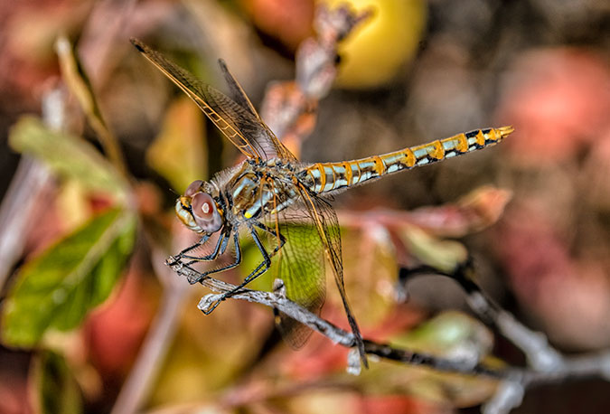 meadowhawk