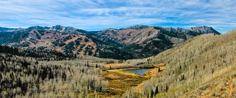willow-pond